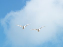Swans in flight over the River Humber Wallpaper