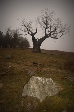 Tree on a hill