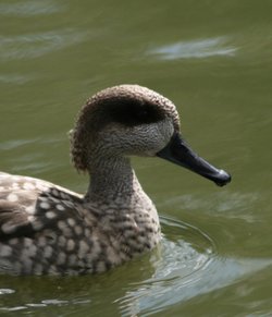Marbled Teal, Washington Wetlands Centre, Tyne & Wear.