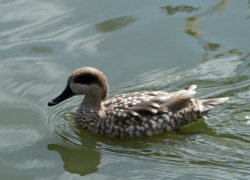 Marbled Teal, Washington Wetlands Centre, Tyne & Wear. Wallpaper