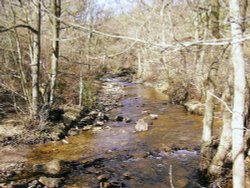 Hamsterley Forest Wallpaper
