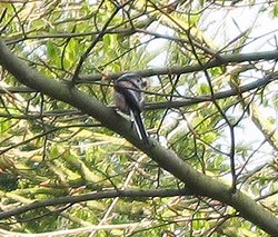 Unidentified bird Wallpaper