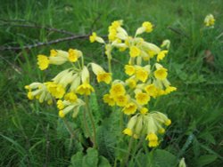 Cowslips in Wallingford Castle Gardens Wallpaper
