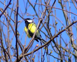 Great tit....parus major Wallpaper