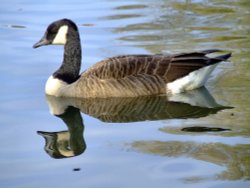 Canada goose....branta canadensis Wallpaper