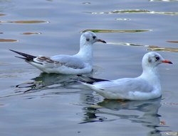 A pair of black headed gulls....larus rindibundus Wallpaper