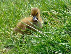 Mallard duckling Wallpaper