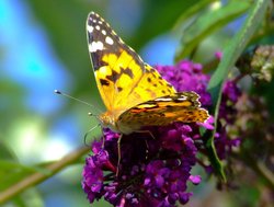 Painted lady butterfly Wallpaper