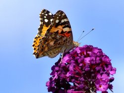 Painted lady butterfly Wallpaper