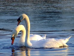 Mute swans Wallpaper