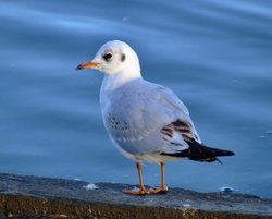Black headed gull....larus ridibundus Wallpaper