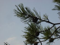 Pine cones