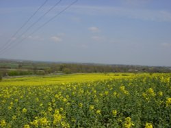 Rape field at base of Sharpenhoe Clappers