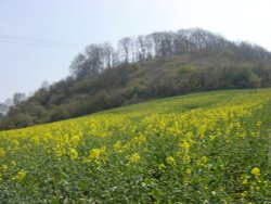 A field of rape seed at base of Sharpenhoe Clappers