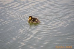 Duckling