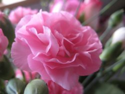 Carnation