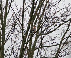 Jay in tree at Gibside. Wallpaper