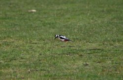 Greater Spotted Woodpecker, Gibside. Wallpaper