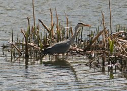 Grey Heron fishing in pond at Herrington Country Park. Wallpaper