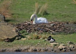 Mute Swan on nest at Herrington Country Park. Wallpaper