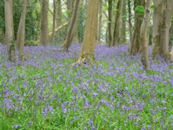 Blue Bells, Hinton St George, Somerset