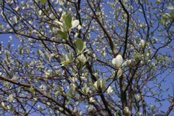 Springtime Wallpaper