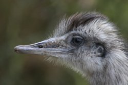 Rhea at Trotters World Of Animals Wallpaper