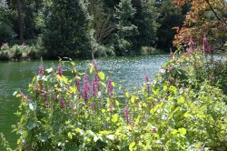 A tranquil view over the lake at Elsham Hall Country Park Wallpaper
