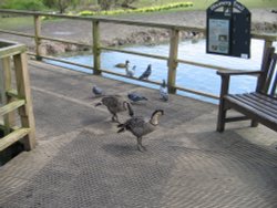 Washington Wetlands Centre.