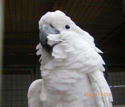 The Jungle Zoo, Cleethorpes, Lincolnshire Wallpaper