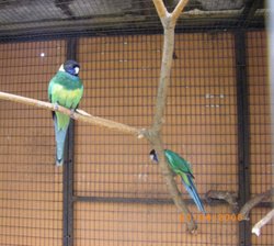 The Jungle Zoo, Cleethorpes, Lincolnshire Wallpaper