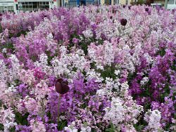 Roundabout in Exmouth Wallpaper