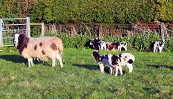 Shillingstone in Dorset Wallpaper