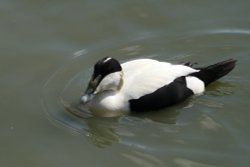 Eider Duck at Washington Wetland Centre. Tyne and Wear. Wallpaper