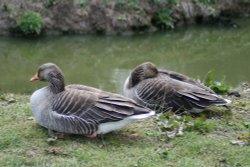 Greylag Geese at Washington Wetland Centre. Tyne and Wear Wallpaper