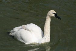 Trumpeter Swan at Washington Wetland Centre. Tyne and Wear Wallpaper