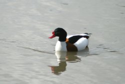 Shelduck Male at Washington Wetland Centre. Tyne and Wear Wallpaper