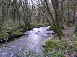 Golitha Falls, Cornwall Wallpaper