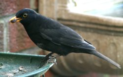 Blackbird in my garden. Wallpaper