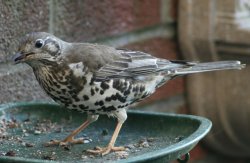 Mistle Thrush. Wallpaper