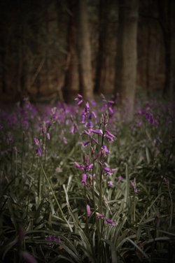 bluebells