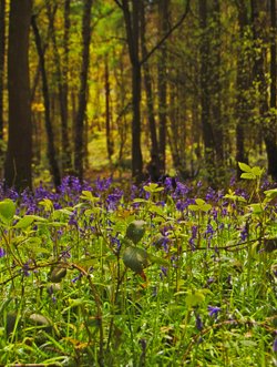 bluebell woods