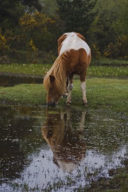 New Forest pony, New Forest, Hampshire