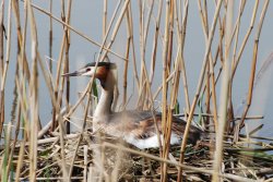 Great Crested Grebe Wallpaper
