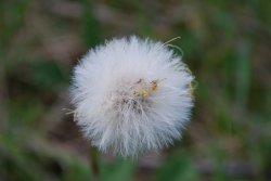 Dandelion Clock Wallpaper