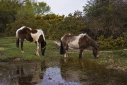 New Forest ponies, New Forest, Hamshire Wallpaper