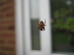 Insy winsy spider