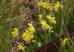 Cowslips on the old Oxford-Cambridge railway line at Mursley, Bucks Wallpaper
