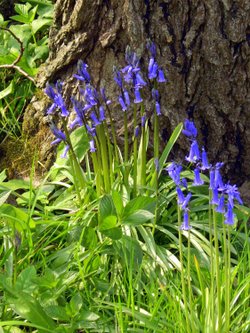 Bluebells, Winston, County Durham