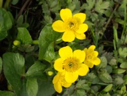 Marsh Marigolds, Winston, County Durham
